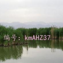 ζ