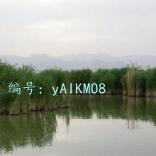 ó