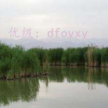ó