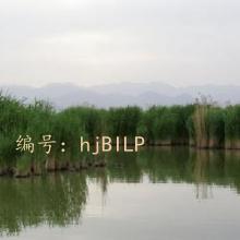ζ