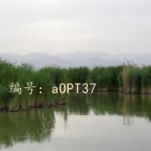 ó